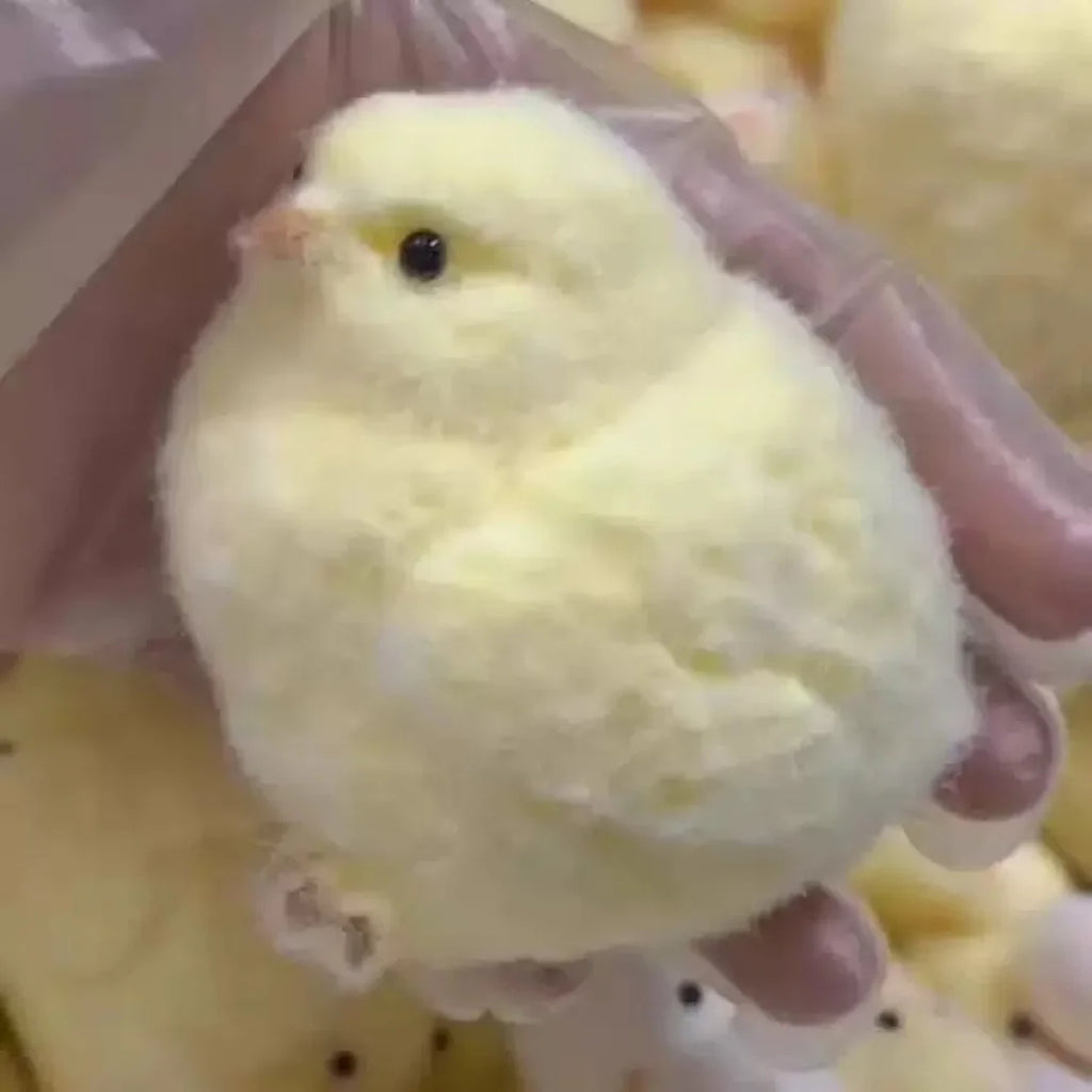 Chick squishy
